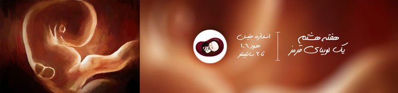 هفته هشتم بارداری