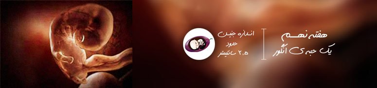 هفته نهم بارداری