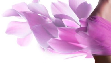 لابیاپلاستی در کرمان - ترمیم بکارت در کرمان - بهترین جراح زیبایی زنان در کرمان - دکتر زنان کرمان